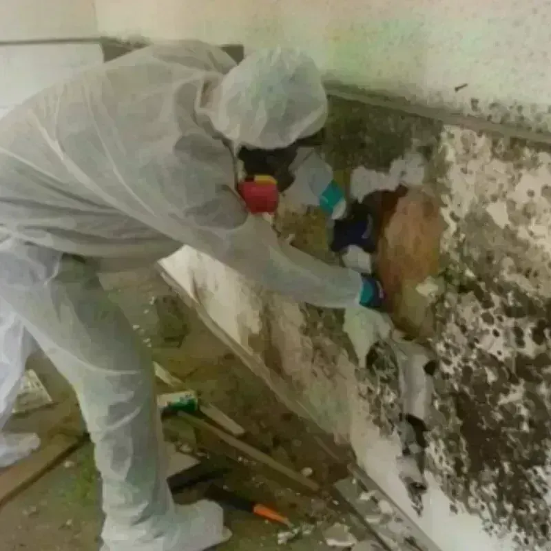 Mold Remediation and Removal in Marinette, WI